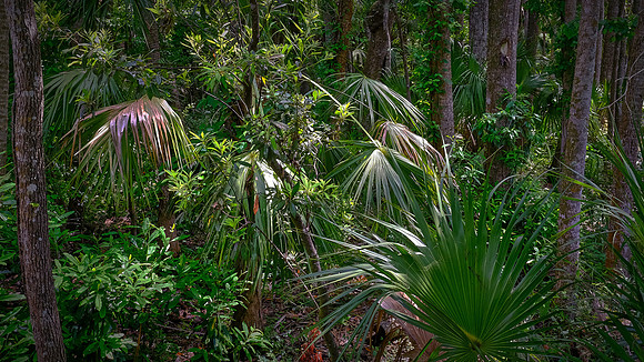 Ellie Schiller Homosassa Springs Wildlife State Park