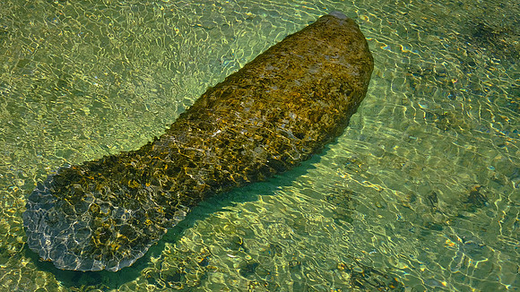 Manatee, Ellie Schiller Homosassa Springs Wildlife State Park