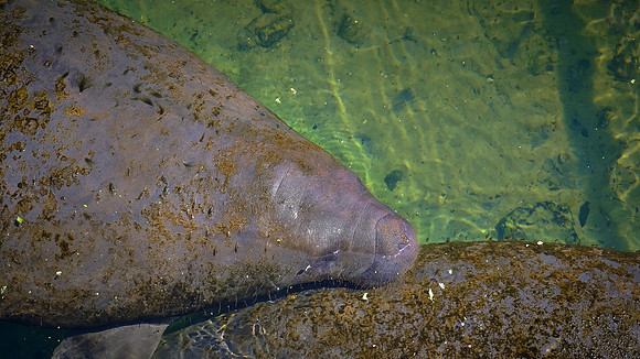 Manatee, Ellie Schiller Homosassa Springs Wildlife State Park