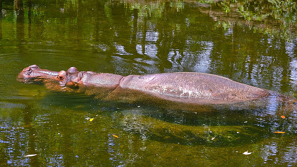 Hippopotamus, Ellie Schiller Homosassa Springs Wildlife State Park