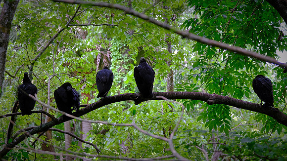 Black Vultures, Ellie Schiller Homosassa Springs Wildlife State Park
