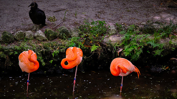 Flamingos, Ellie Schiller Homosassa Springs Wildlife State Park