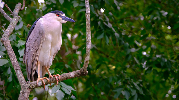 Black-crowned Night-Heron, Ellie Schiller Homosassa Springs Wildlife State Park