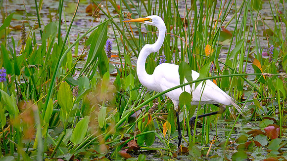 Great Egret, Orlando Wetlands Park, FL