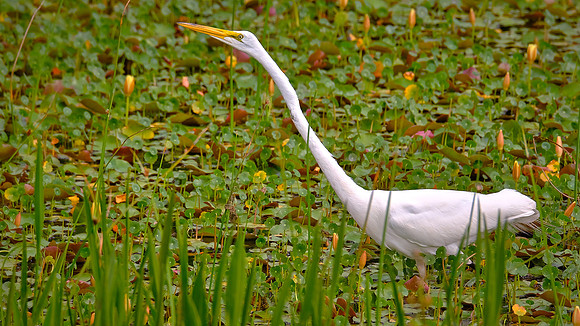 Great Egret, Orlando Wetlands Park, FL