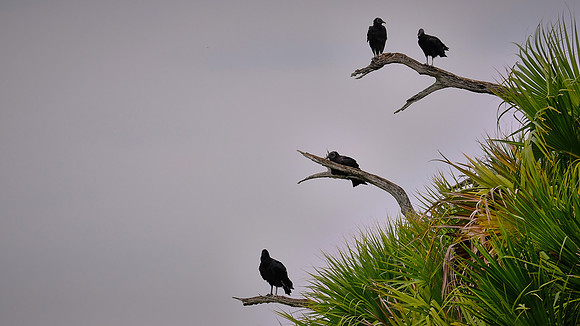Black Vultures, Orlando Wetlands Park, FL