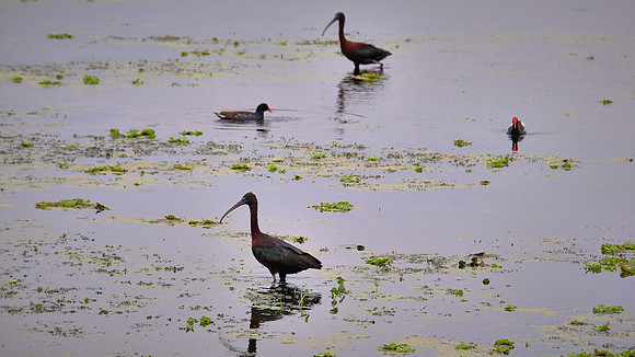 Glossy Ibis with Common Gallinule, Orlando Wetlands Park, FL