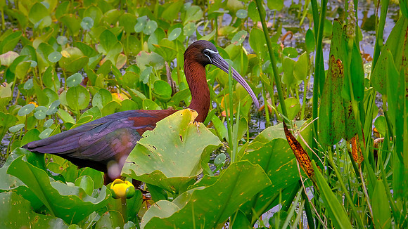 Glossy Ibis, Orlando Wetlands Park, FL