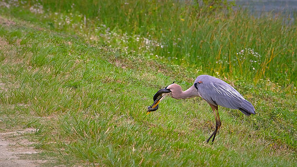Great Blue Heron with dinner, Orlando Wetlands Park, FL