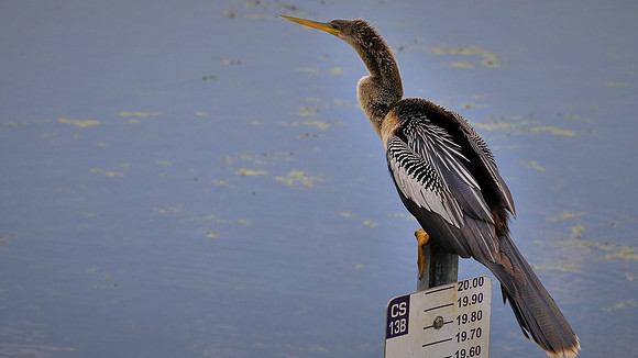 Anhinga, Orlando Wetlands Park, FL