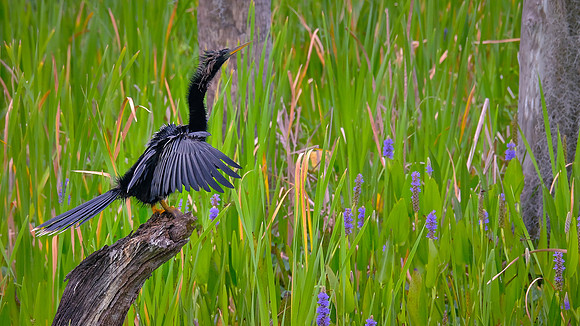 Anhinga, Orlando Wetlands Park, FL