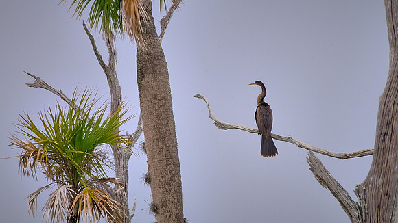 Great Blue Heron, Orlando Wetlands Park, FL