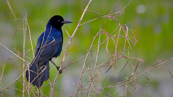 Boat-tailed Grackle, Orlando Wetlands Park, FL