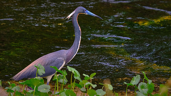 Tri-color Heron, Orlando Wetlands Park, FL