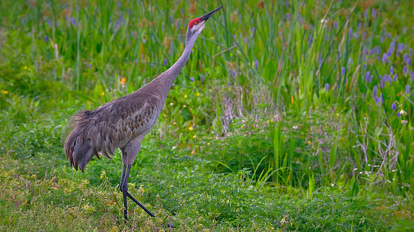 Sandhill Crane, Orlando Wetlands Park, FL