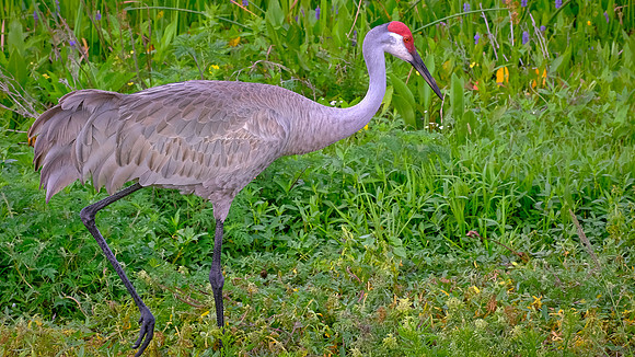 Sandhill Crane, Orlando Wetlands Park, FL