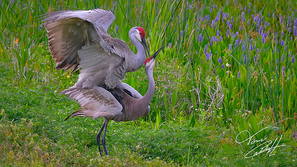 Sandhill Crane, Orlando Wetlands Park, FL