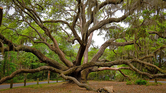 Angel Live Oak tree, Beaufort County, SC (est to be 400 to 500 years old)