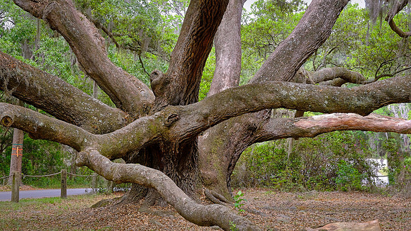 Angel Live Oak tree, Beaufort County, SC (est to be 400 to 500 years old)