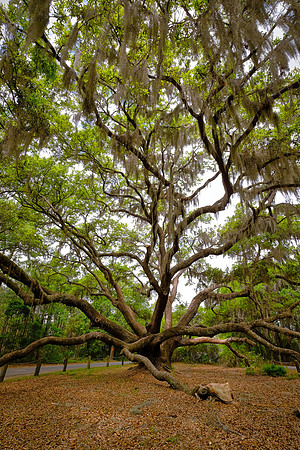 Angel Live Oak tree, Beaufort County, SC (est to be 400 to 500 years old)