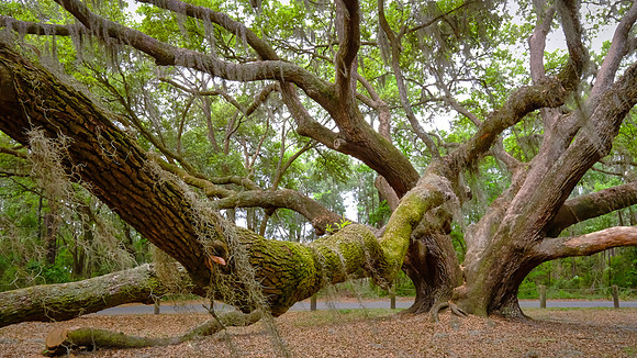 Angel Live Oak tree, Beaufort County, SC (est to be 400 to 500 years old)