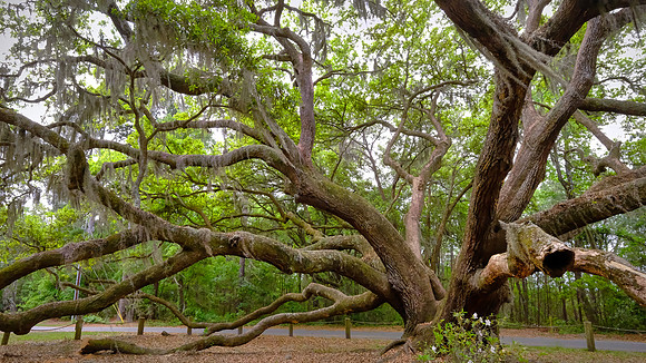 Angel Live Oak tree, Beaufort County, SC (est to be 400 to 500 years old)