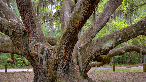 Angel Live Oak tree, Beaufort County, SC (est to be 400 to 500 years old)