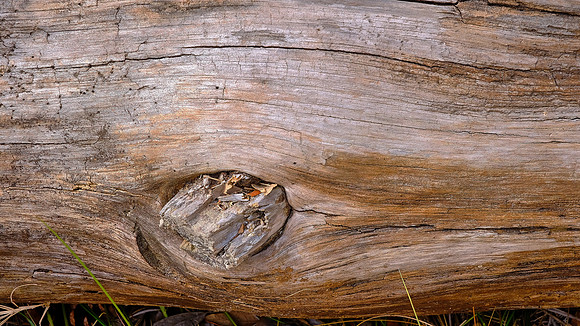 Hunting Island State Park, Hunting Island, SC