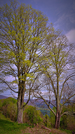 Blue Ridge Parkway, NC