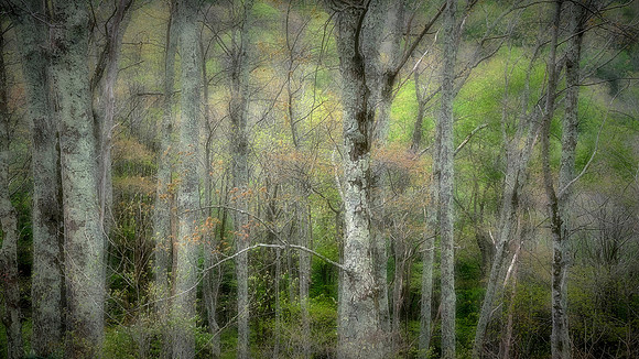 Blue Ridge Parkway, NC