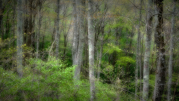 Blue Ridge Parkway, NC