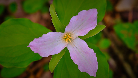 White trillium (Trillium simile), along Raven Fork, NC
