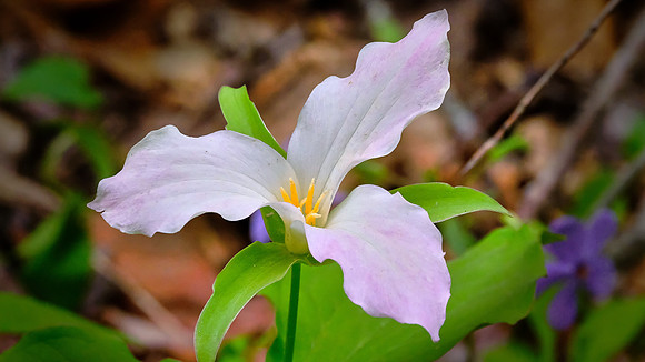 White trillium (Trillium simile), along Raven Fork, NC
