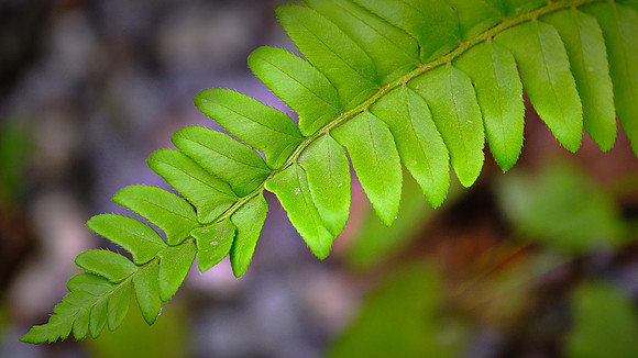 Fern along Raven Fork, NC