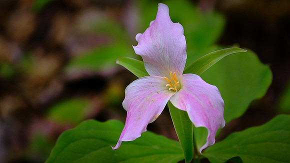 White trillium (Trillium simile), along Raven Fork, NC
