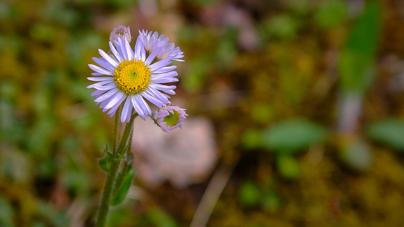 Comon Aster, Raven Fork, NC