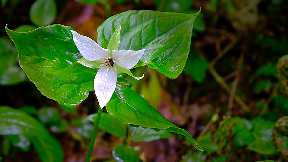 White trillium (Trillium simile), along Roaring Fork Road, TN