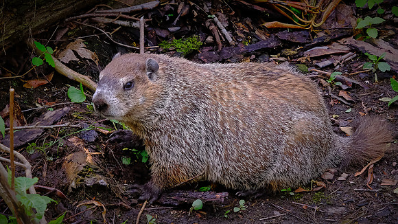 Woodchuck (Marmota monax), Great Smoky Mountains National Park, TN