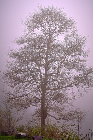 Fog in Great Smoky Mountains National Park, NC