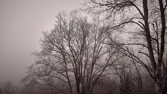 Fog in Great Smoky Mountains National Park, NC