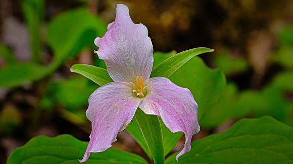 White trillium (Trillium simile), along Raven Fork, NC