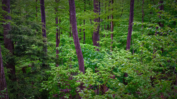 Great Smoky Mountains National Park, NC
