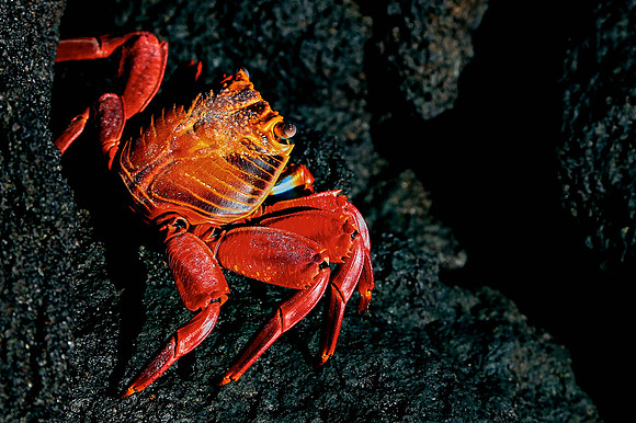 Sally Lightfoot Crab (Grapsus grapsus), Galapagos Islands, Ecuador