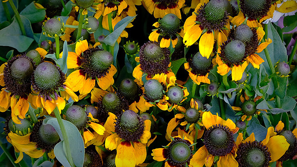 Davidson Farmers' Market