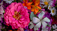 2021 May - Davidson Farmers' Market