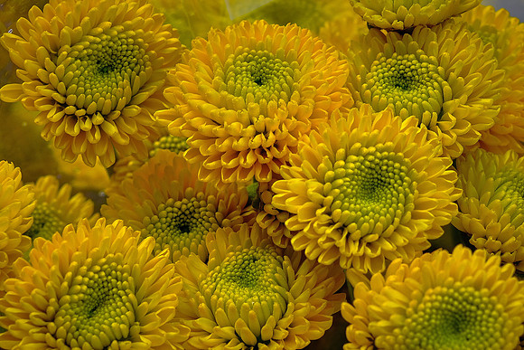 Davidson Farmers' Market