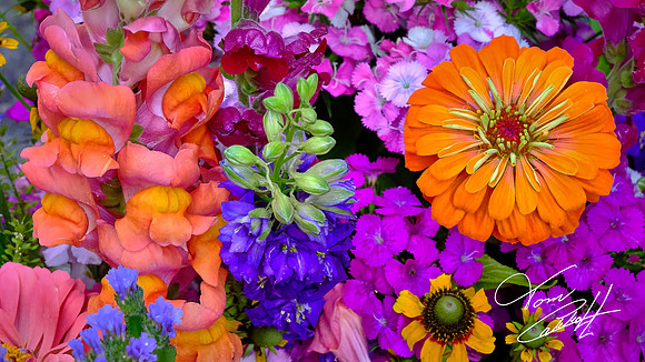 Davidson Farmers' Market