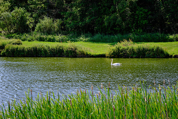 Ducks and other waterfowl are also featured on the estate hunts.