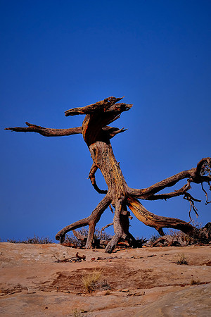 Needles District, Canyonlands National Park, UT