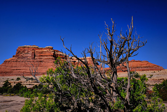 Needles District, Canyonlands National Park, UT